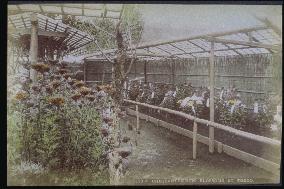 A chrysanthemum fair