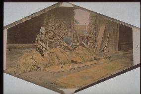 Threshing rice