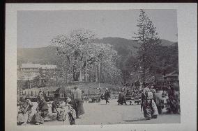 The Weeping Cherry Trees in Maruyama Park