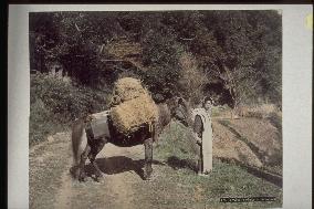 A dobbin carrying rice bags and the driver