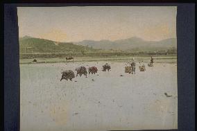 Rice planting