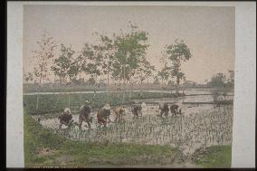 Rice planting