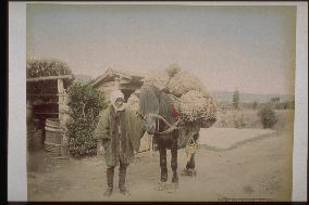 A dobbin carrying rice bags and the driver