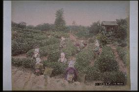 Tea picking