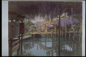 A wisteria trellis at Kameido Shrine