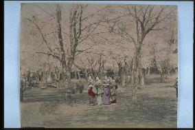 Cherry trees at Ueno Park