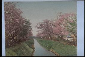 Cherry trees along the Koganei embankment
