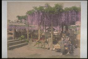 A teahouse with a wisteria trellis