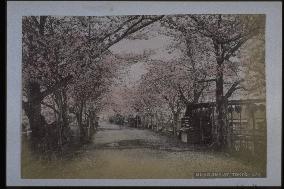 Cherry trees at Mukojima