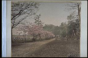 The racecource in Ueno Park