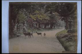 Deer on the approach to Kasuga Shrine