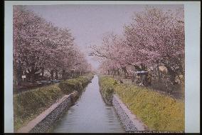 Cherry trees along the Koganei embankment