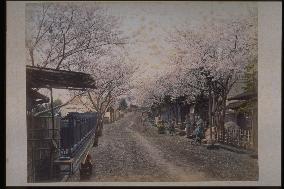 Cherry trees at Nogeyama Park