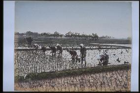 Rice planting