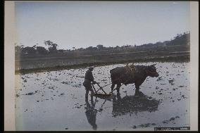 Stirring the paddy field