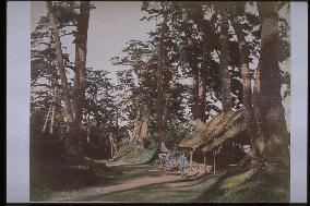 A row of pine trees along the Tokaido Road