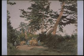 A row of pine trees along the Tokaido Road