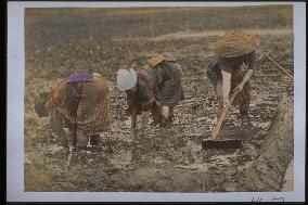 Ridging the field