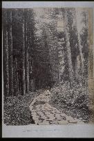 A row of Japanese cedar trees along the Nikko Road