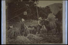 Harvesting rice