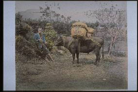 Oxen and labourers carrying loads