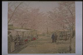 Cherry trees at Nogeyama Park,Yokohama