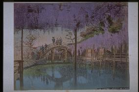 A wisteria trellis at Kameido Shrine