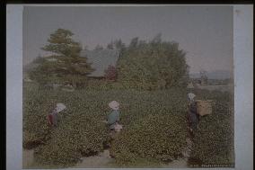 Tea picking