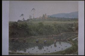 Rice planting