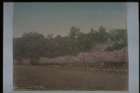 Cherry trees at Ueno Park