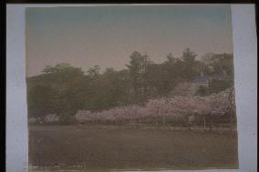 Cherry trees at Ueno Park