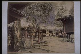 Wisterias in Kasuga Shrine