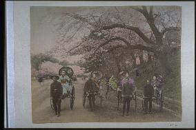 Cherry trees and women on jinrikishas,Ueno Park