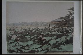 Lotuses on Shinobazu Pond and a teahouse