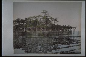 Pine trees at Karasaki,Lake Biwa