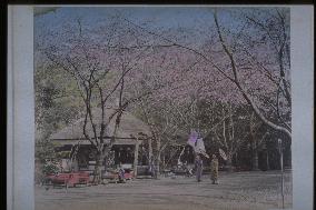 Cherry trees at Ueno Park