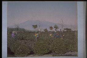 Mt. Fuji seen from a tea field