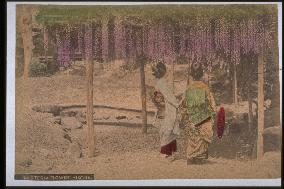 A wisteria trellis at Hikone