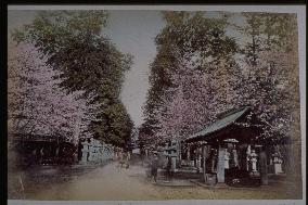 Cherry trees along the approach to Toshogu Shrine,Ueno