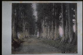 A row of Japanese cedar trees along the Nikko Road