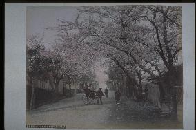Cherry trees at Nogeyama Park