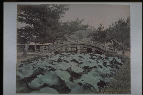 A lotus pond at Tsurugaoka Hachimangu Shrine