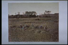 Harvesting rice