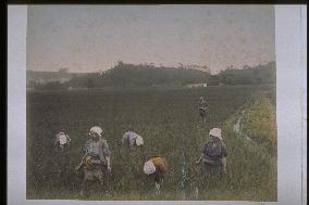 Weeding in a paddy field