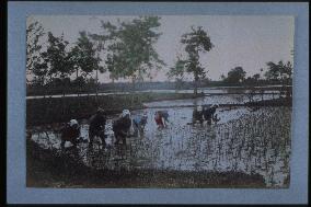 Rice planting