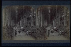 A row of Japanese cedar trees along the Nikko Road