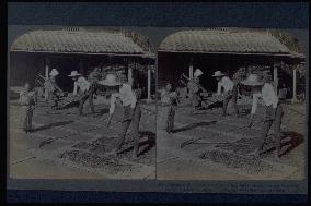 Farmers drying millet