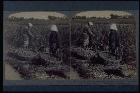 Harvesting millet
