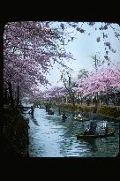 Cherry trees by the Edo River