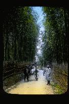 Bamboo groove at Gojozaka Slope